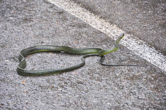 Uma enorme cobra Cazadora que encontramos em uma estrada da Sierra de San Luis, região de Coro, no noroeste da Venezuela